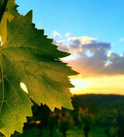 Ashton Winery