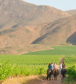 Winelands Horse Trail